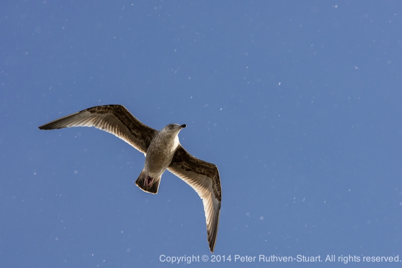 20141221-PRS 0752 seagull in snow2