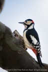 20160211-PRS 3029 woodpecker